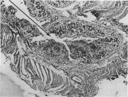graphic file with name jbacter00512-0132-b.jpg