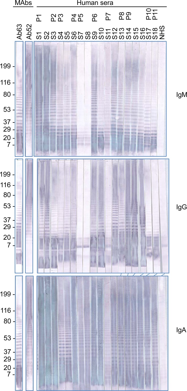 FIG 2