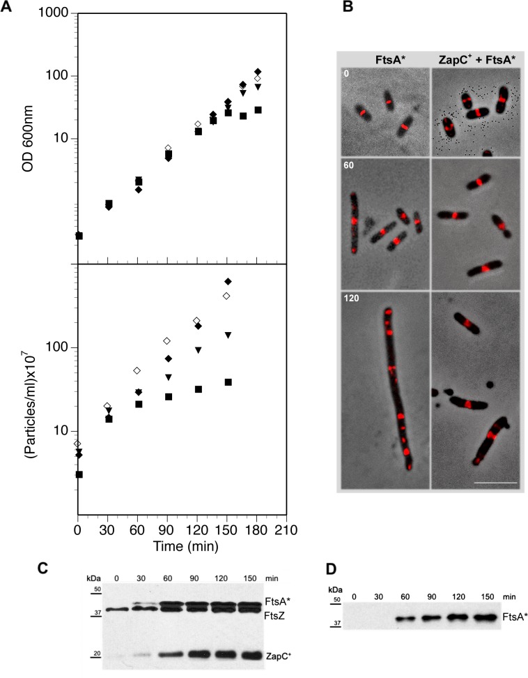 Fig 4