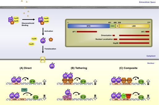 FIGURE 1.