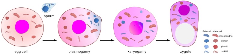 FIGURE 1