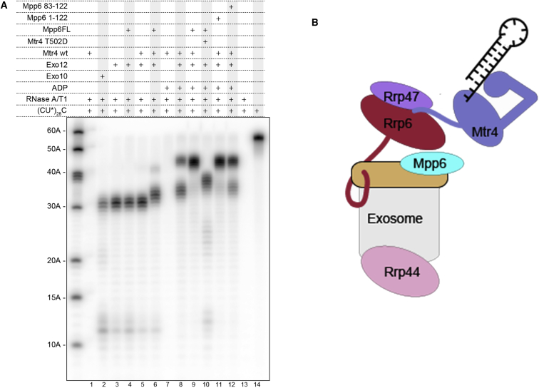 Figure 3