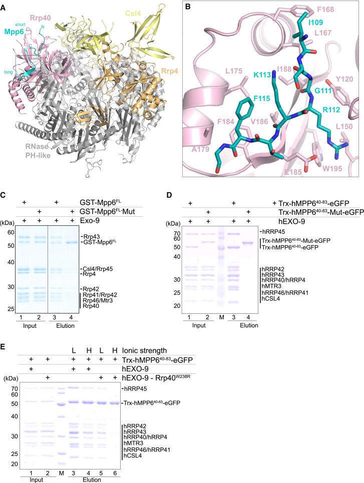 Figure 2