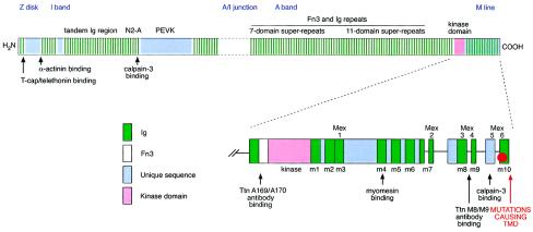 Figure  1