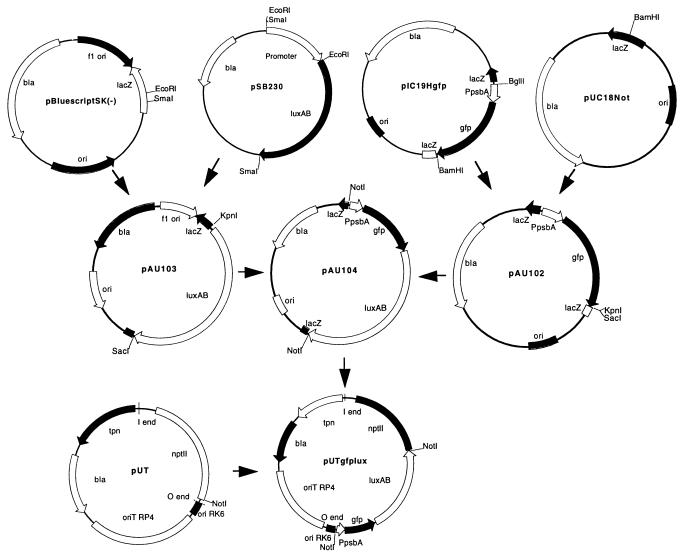 FIG. 1