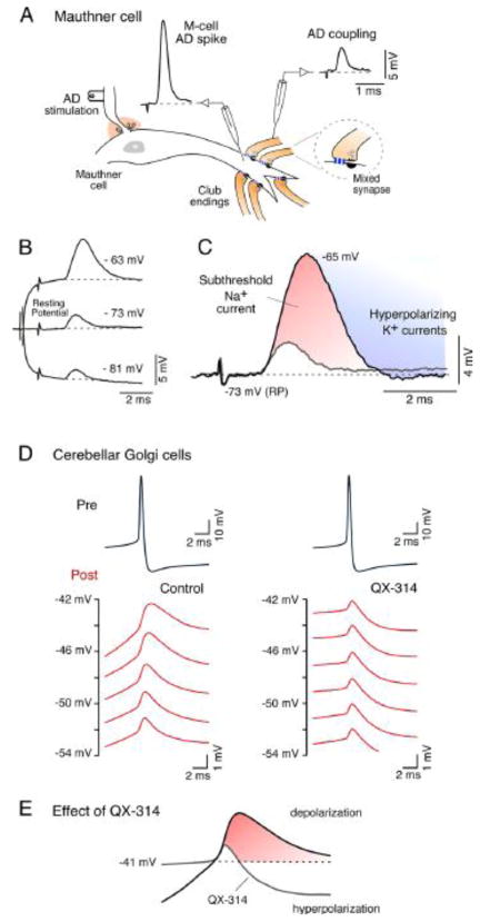 FIGURE 4