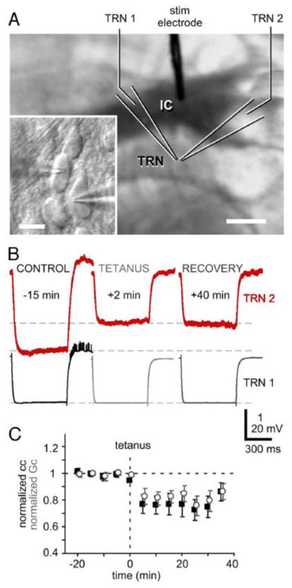 FIGURE 9