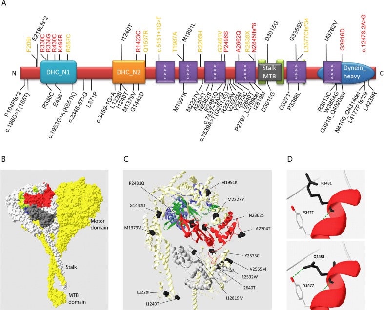 Exome sequencing identifies DYNC2H1 mutations as a common cause of ...