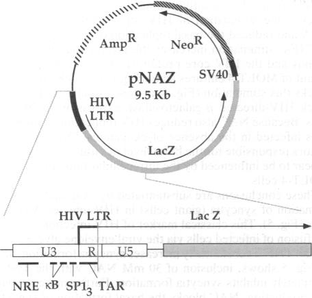 graphic file with name pnas01037-0482-a.jpg