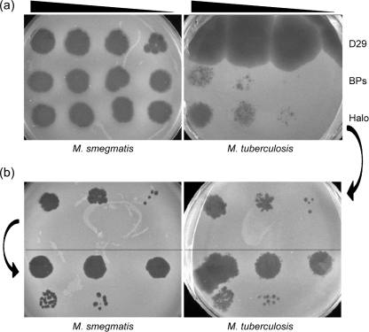 Fig. 3.