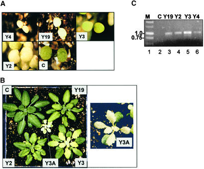 Figure 3.