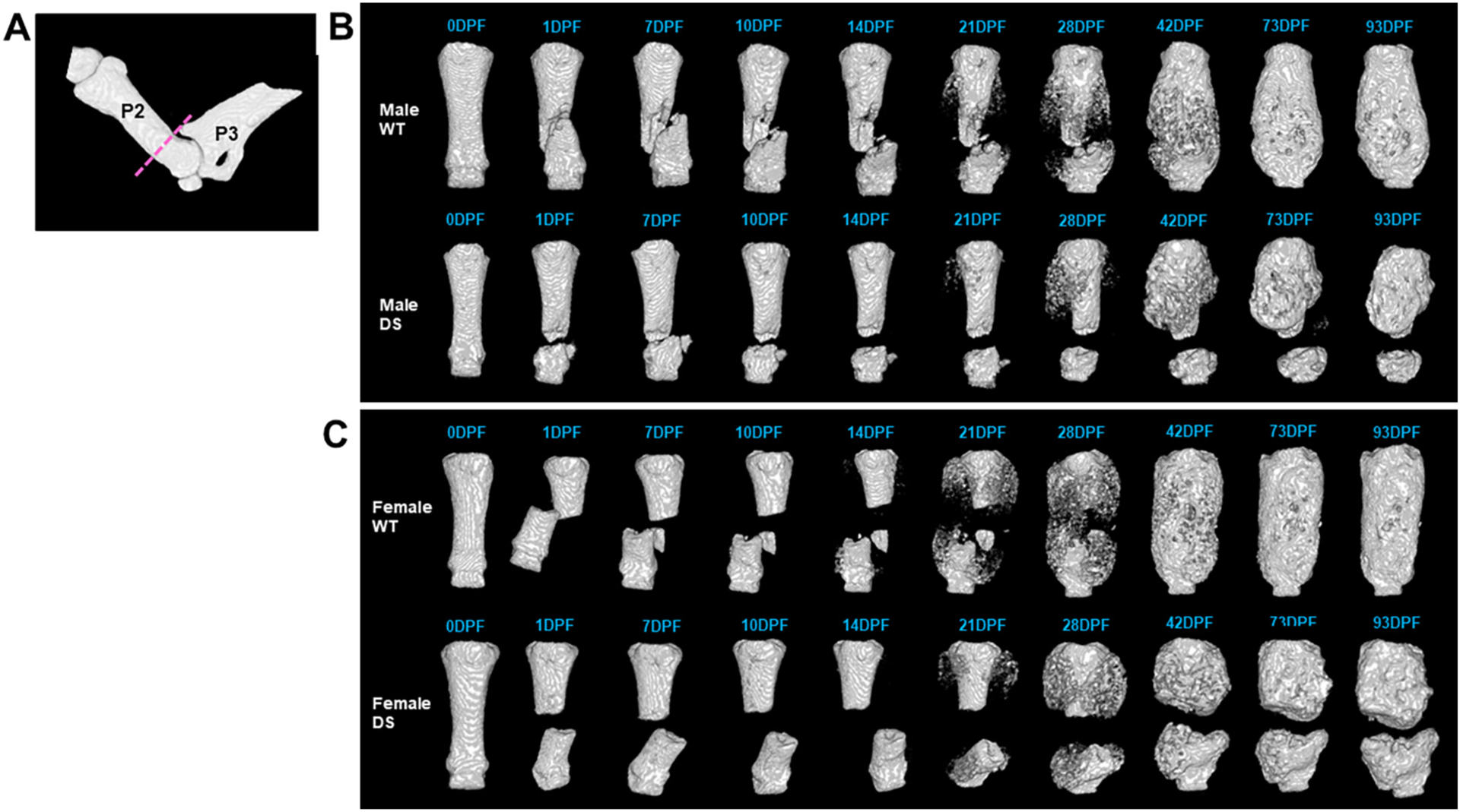 Fig. 4.