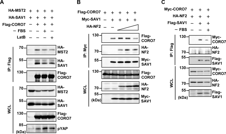 Figure 5