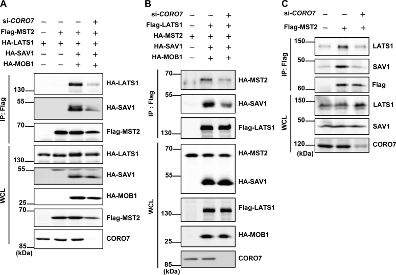 Figure 4