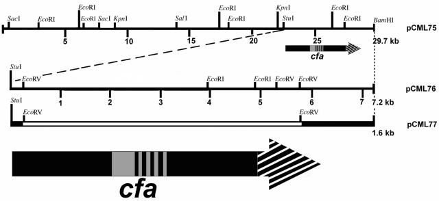 FIG. 2.