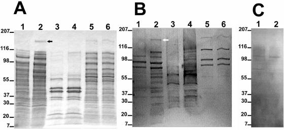 FIG. 5.