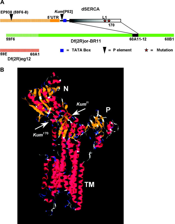 Figure 2.—