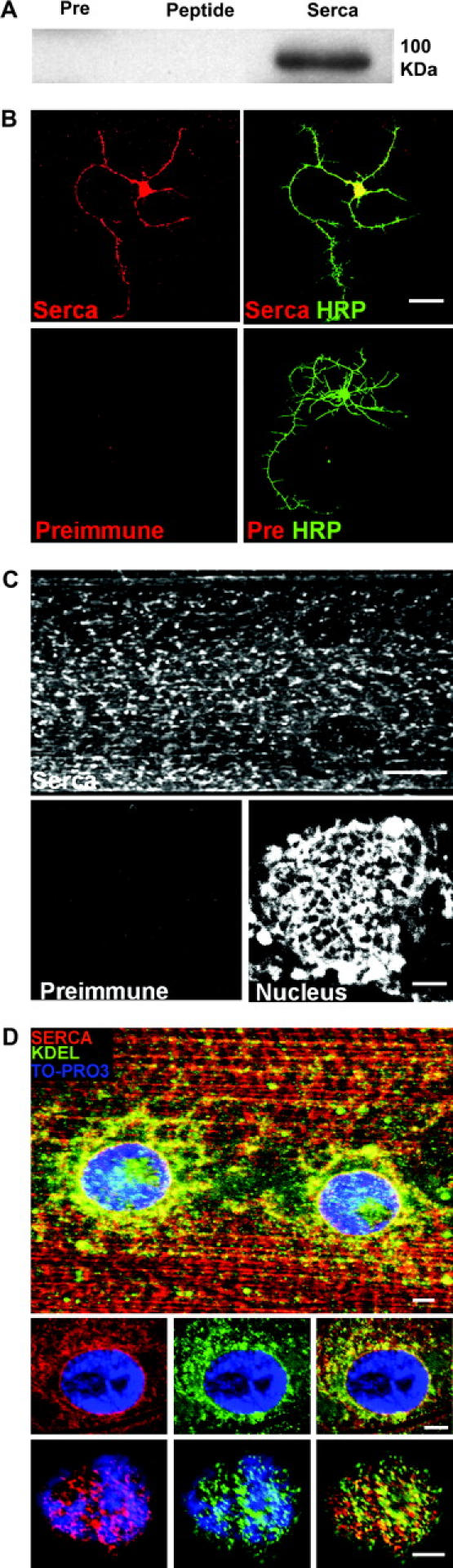 Figure 3.—