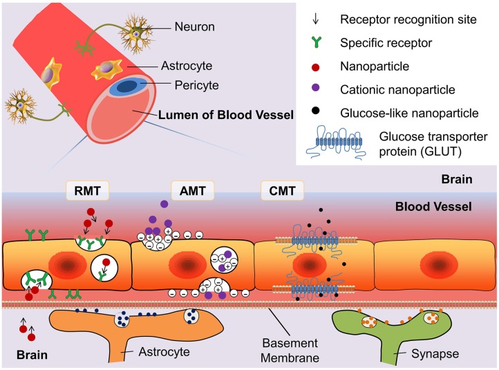 FIGURE 2