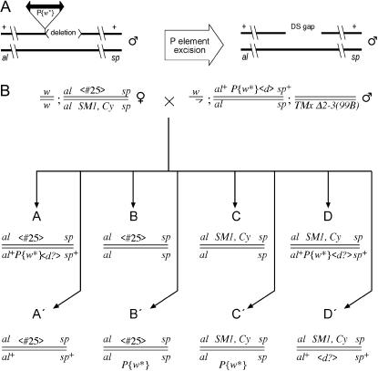 Figure 1.—