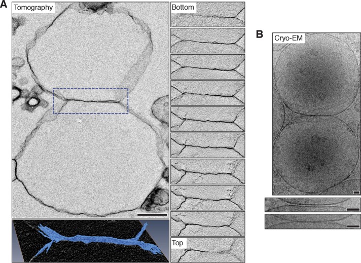 FIGURE 5: