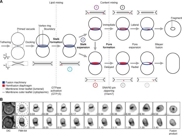 FIGURE 1: