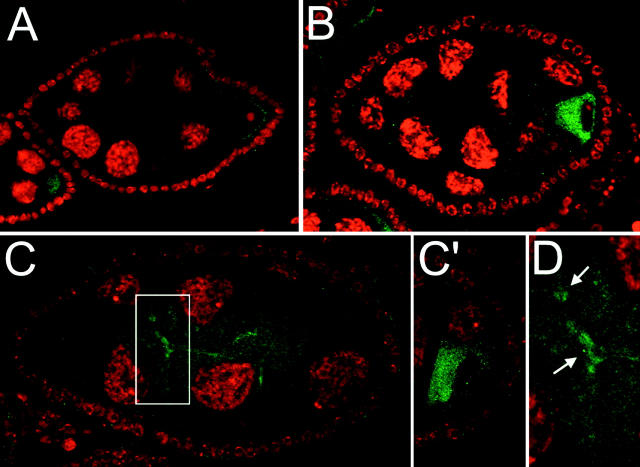 Figure 4.—