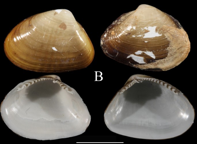 Figure 1b.