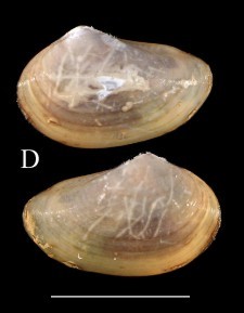 Figure 2d.
