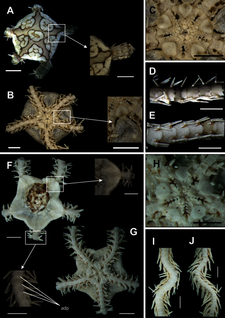 Figure 10.