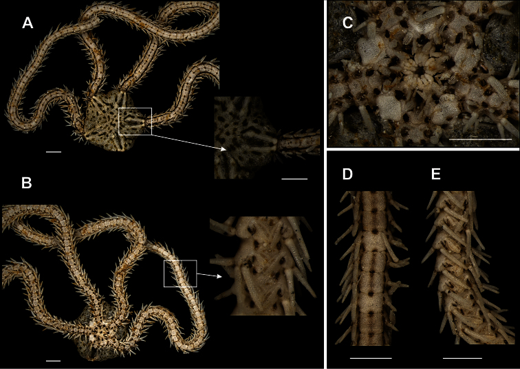 Figure 12.