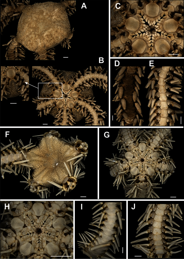 Figure 11.