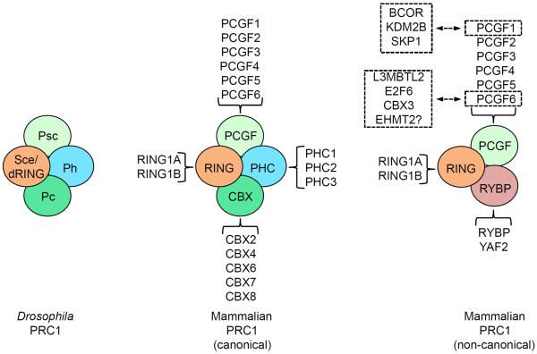 Box 2 Heterogeneous compositions of mammalian PRC1 complexes