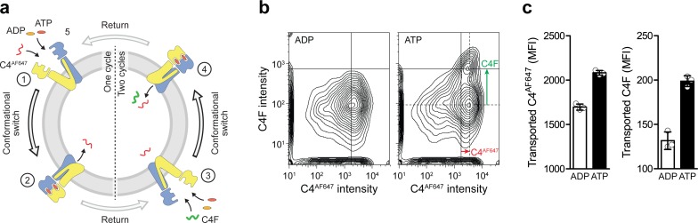 Figure 5—figure supplement 1.