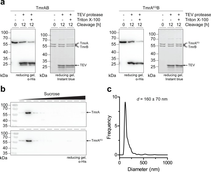 Figure 3—figure supplement 1.