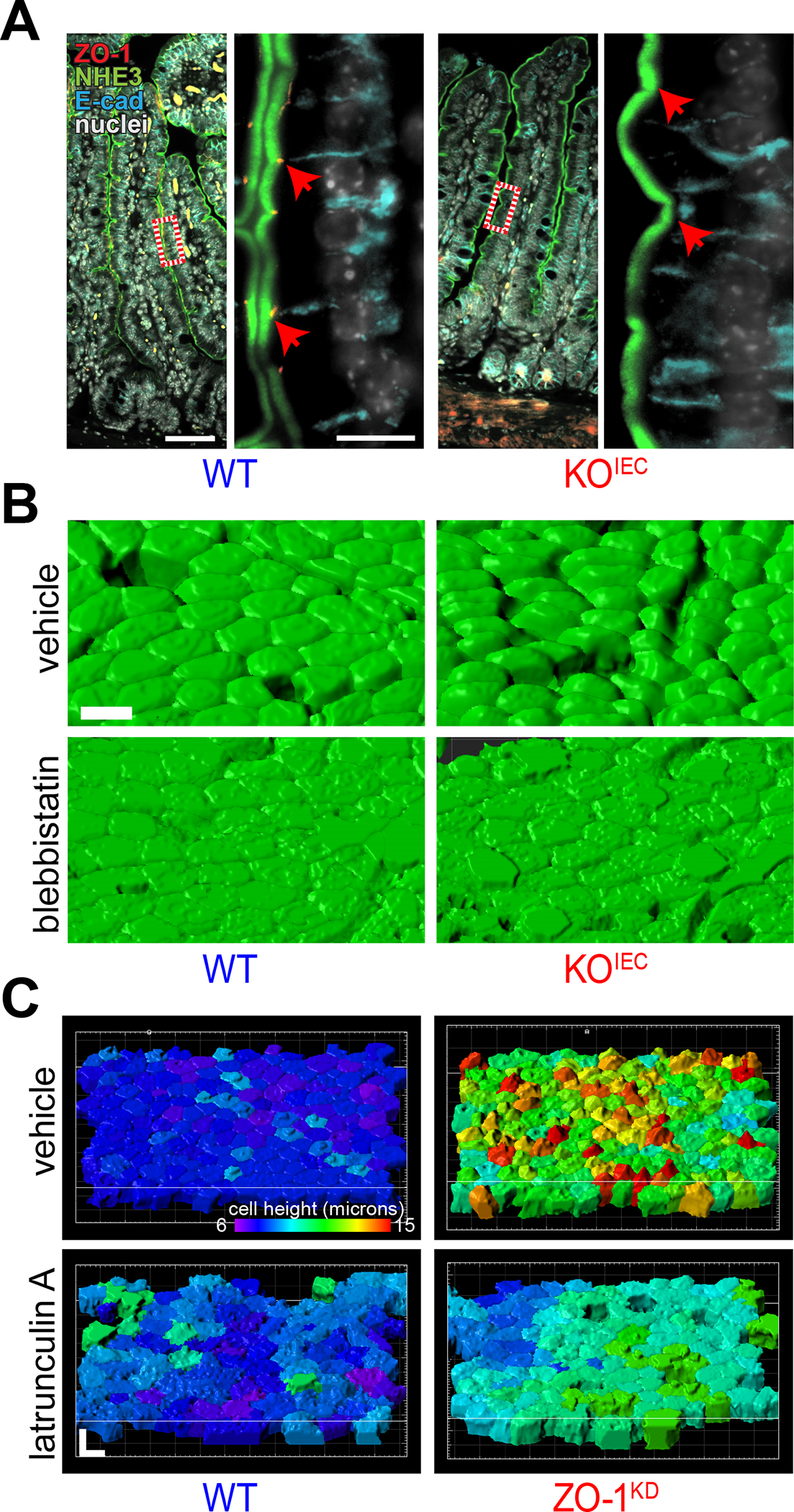 Figure 4.