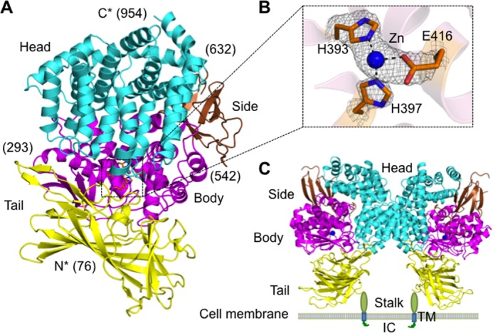 FIGURE 2.