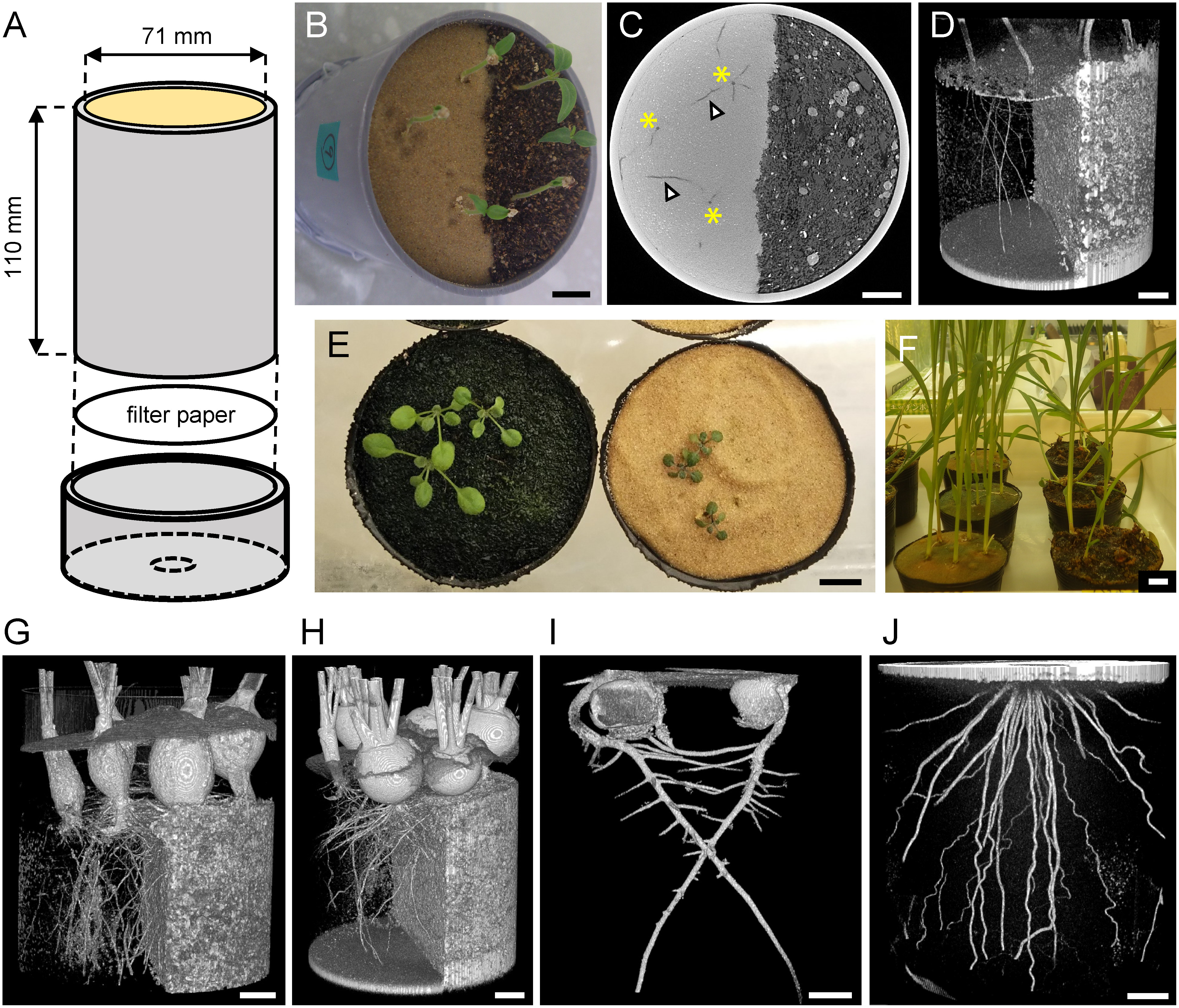 Figure 1. Establishment of Toyoura sand cultivation system for CT. A: Custom columnar pot made of a cut PVC tube and a punched end cap. B: Growth of tomato seedlings in a pot filled with Toyoura sand (left side) and organic soil mix (right side). C: Reconstructed single slice image of CT data, showing Toyoura sand in lighter color (left side) and organic soil mix in darker color (right side). Primary roots (asterisks) and lateral roots (arrowheads) are clearly visible in Toyoura sand area. D: 3D rendering of segmented tomato root tissue. Brightness is inverted from the original CT image, so Toyoura sand is shown in darker color (left side) and organic soil mix is shown in lighter color (right side). E: Growth of Arabidopsis (Col-0 accession) 14 days after sowing on organic soil mix (left) and Toyoura sand (right). F: Growth of sorghum 22 days after sowing on Toyoura sand (left) and organic soil mix (right). G–J: 3D rendering of root CT image from various species. G: Radish, 44 days after sowing. Note poorer hypocotyl thickening in Toyoura sand area (left side). H: Turnip, 44 days after sowing. I: Pea, 7 days after sowing. J: Rice, 90 days after sowing. Scale bars: 1 cm.