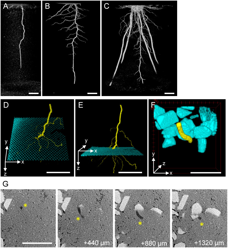 Figure 2. CT visualization of sorghum root growth in Toyoura sand. A–C: Time-course development of sorghum root system. A: 7 days after sowing. B: 14 days after sowing. C: 35 days after sowing. Panels A and B are from an identical plant. D–E: Passage of sorghum root (yellow) through metal mesh (cyan) buried in Toyoura sand, viewed from two angles. F: Detour growth of sorghum root (yellow) interfered by calcite gravels (cyan) mixed in Toyoura sand. G: Selected slices of the original CT data used to depict F. Four depth series (440 µm interval) of the same XY area, showing Toyoura sand as light-gray background, calcite gravels as whitish polygons, and root tissues as dark-gray filaments (asterisks). Scale bars: 1 cm.