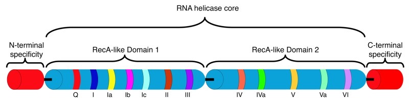 graphic file with name rna-10-96-g1.jpg