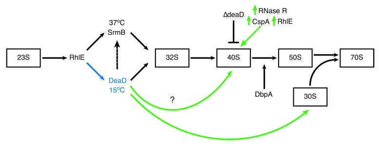 graphic file with name rna-10-96-g3.jpg