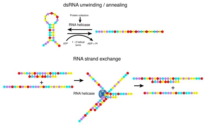 graphic file with name rna-10-96-g2.jpg