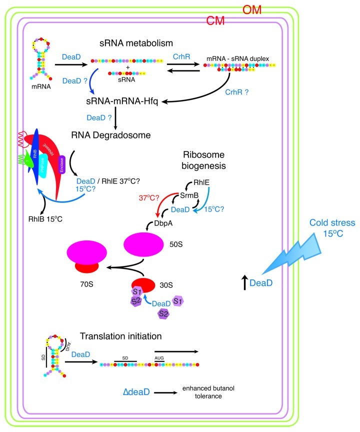 graphic file with name rna-10-96-g5.jpg