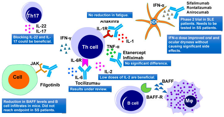 Innate Immunity and Biological Therapies for the Treatment of Sjögren’s ...