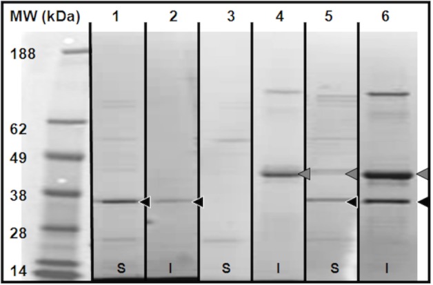 Fig 1