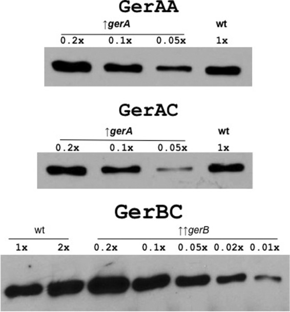 Fig 5