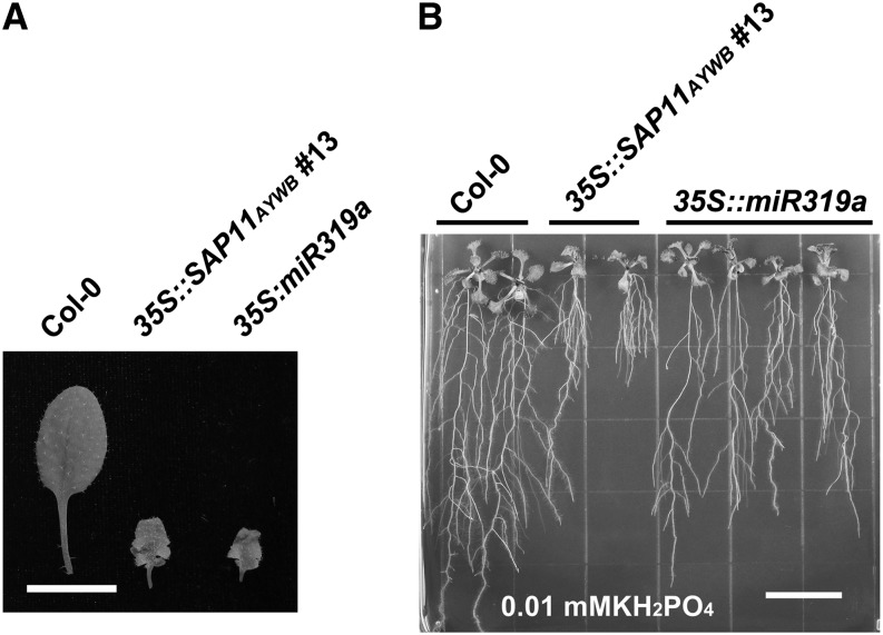 Figure 6.