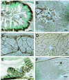 Fig 7.
