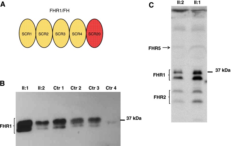 Figure 5.