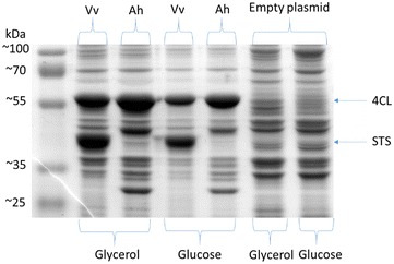 Fig. 4